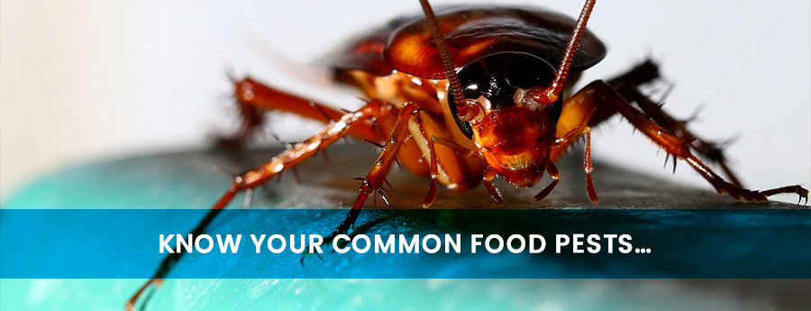 Pest control Services | Food pests - Ecowize